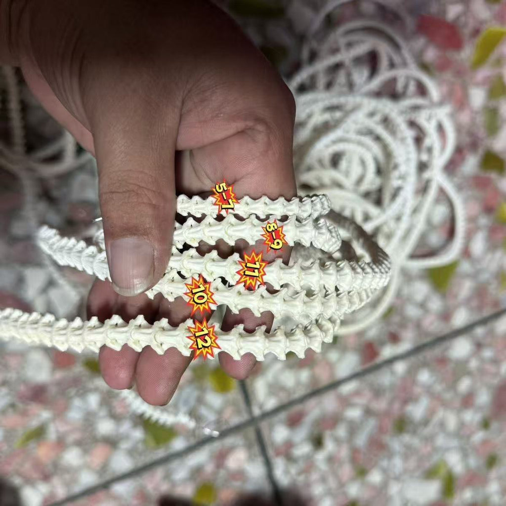 Real Snake Bone Beads Strand – Polished DIY Jewelry Making Material
