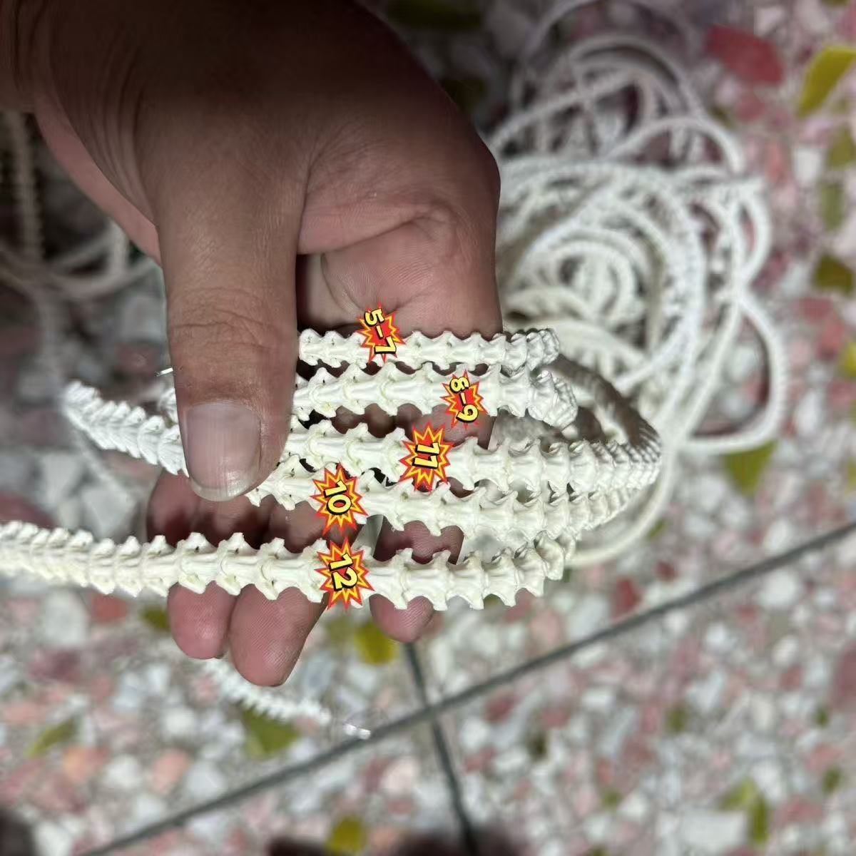 Real Snake Bone Beads Strand – Polished DIY Jewelry Making Material