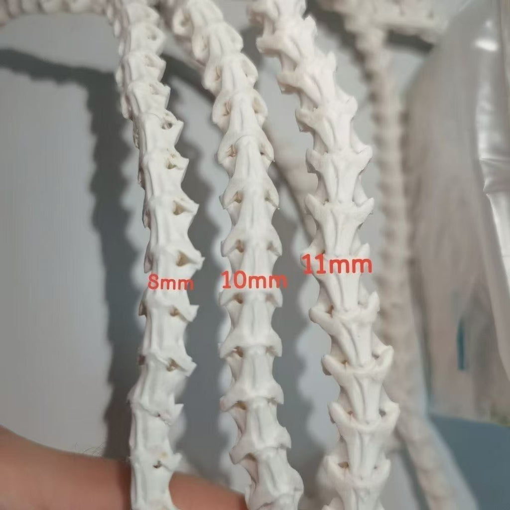 Real Snake Bone Beads Strand – Polished DIY Jewelry Making Material